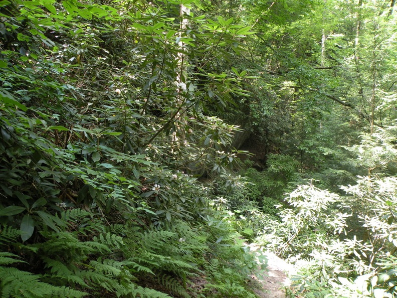 Gladie Creek, Red River Gorge